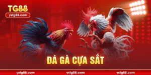 đá gà cựa sắt